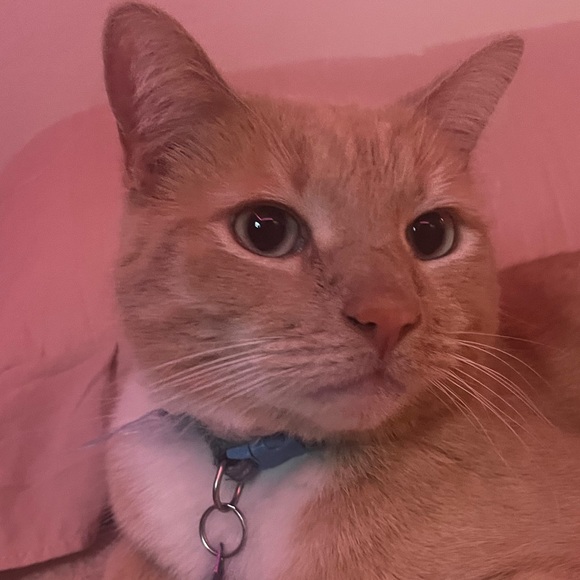 Meet your Posher, Kaylie - Picture 1 of 1